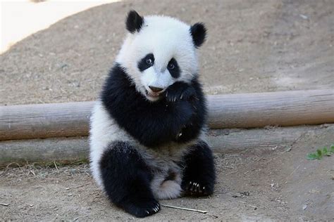 Sitting Cutie Cute Panda Panda Bear Panda