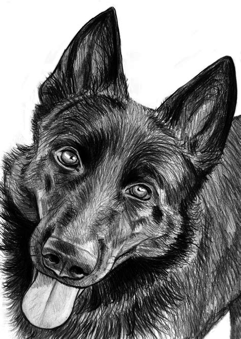 Pencil Portrait Black German Shepherd Black German Shepherd Dog