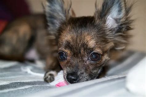 Why Do Chihuahuas Bite How To Stop The Behavior 2022 Guide