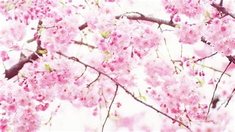 10 Most Popular Sakura Cherry Blossom Wallpaper Full Hd
