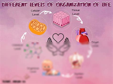 Solution Poster About Different Levels Of Organization Of Life Studypool
