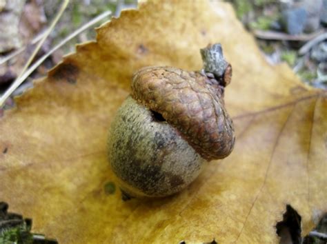 Whats With The Little Holes In Acorns Rebecca Heisman