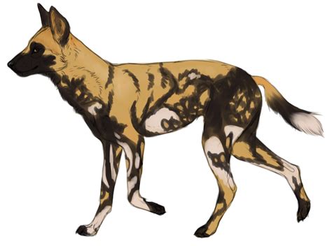 African Wild Dog Png Free File Download Png Play