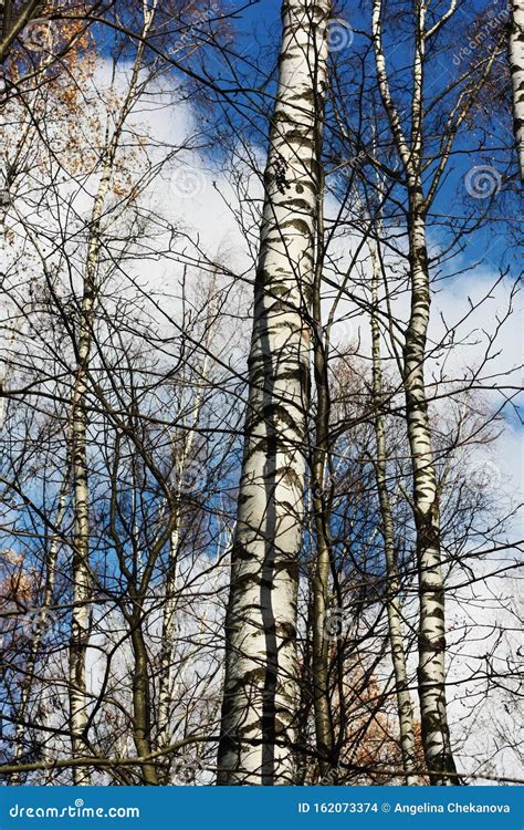 Beautiful Birches In The Forest In Autumn Stock Photo Image Of White