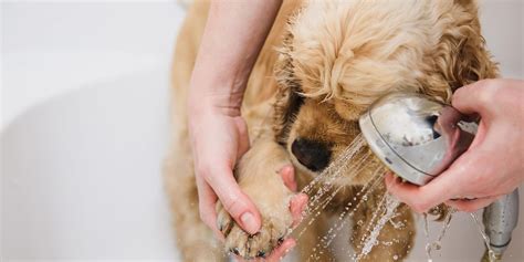 How To Treat Your Dogs Dry Flaky Skin Daily Paws