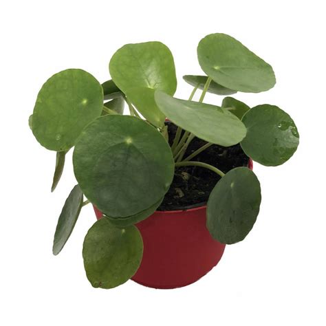 How do you grow a money tree? Pilea Peperomioides Care - Chinese Money Plants ...