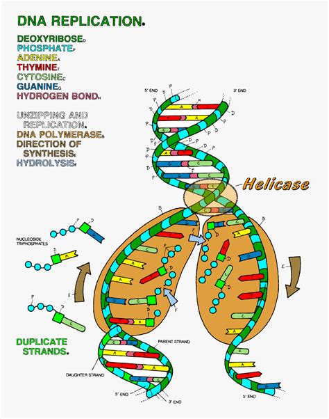 The picture of the dna double helix provides a logical start to describing how the base pairs match up and how the order codes for a chain of protein molecules. Transparent Double Helix Png Dna Replication Coloring ...