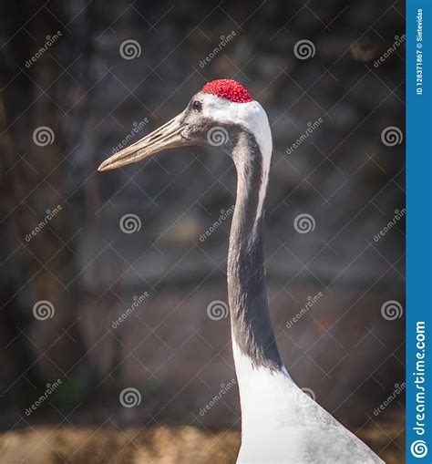 Close Up Portrait Of Large White Bird With Long Neck And Red Ca Stock