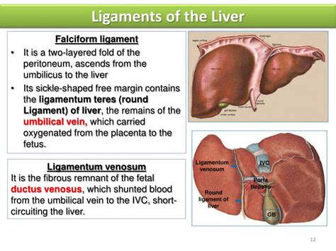 Ppt Liver And Spleen Powerpoint Presentation Id 2118838
