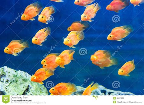 Red Parrot Cichlid Stock Image Image Of Lionfish Aquarium 46037025