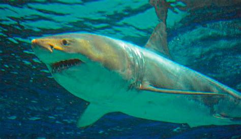 The show is the american franchise of the international format dragons' den. Great White Shark Dies After 3 Days in a Tank | The Inertia