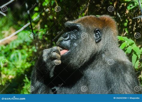Gorilla Licking Its Finger Stock Photo Image Of Endangered 26242358