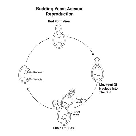 Budding Yeast Asexual Reproduction Diagram Illustration Design 27892923