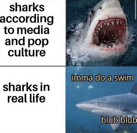 Sharks Are Litol Dumb Dumb Cuties Change My Mind Rsharks