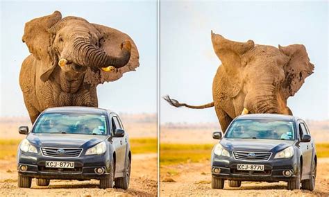 an elephant chases after a car after being startled in kenya