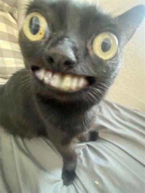 Horrifying Cat In 2022 Funny Cute Cats Funny Animal Jokes Cat Memes
