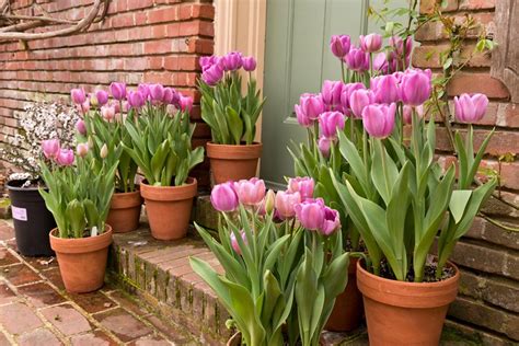 How To Growtulips Planting And Caring For Tulip Flowers Garden Design