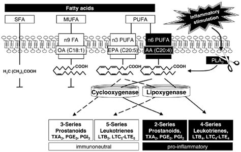 differential metabolism of saturated fatty acids sfa and mono mufa download scientific