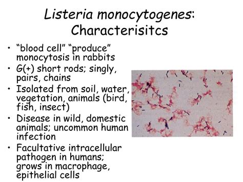 Brochothrix, which is closely related phylogenetically to listeria, is distinguishable from listeria by its inability to grow at 35° c and by its lack of motility. PPT - Corynebacterium , Listeria , Erysipelothrix PowerPoint Presentation - ID:3063308