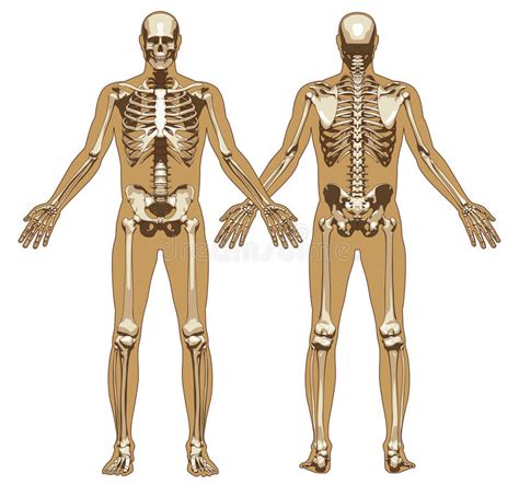 Black and white vector image. Human Skeleton On Flat Body Background Stock Vector - Illustration of anatomy, front: 47476530