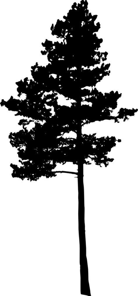 Download this tree silhouette png transparent png image as an icon or download the original size directly. 10 Pine Tree Silhouette (PNG Transparent) Vol. 3 | OnlyGFX.com