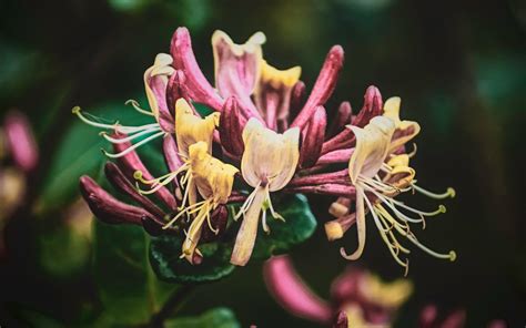 What Is Junes Birth Flowers Symbolism Of Rose And Honeysuckle