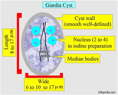 Giardia Lamblia Life Cycle And Diagnosis Labpedia Net