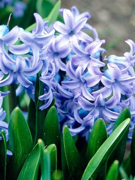 1000 Images About Crocus And Hyacinths On Pinterest Early Spring