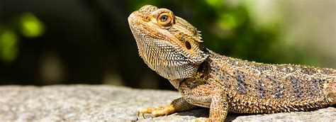 Bearded Dragon Care Sheet And Supplies Petsmart