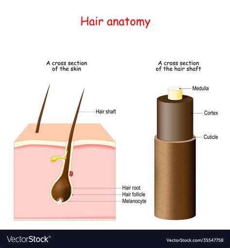 Hair Anatomy Cross Section Skin Royalty Free Vector Image