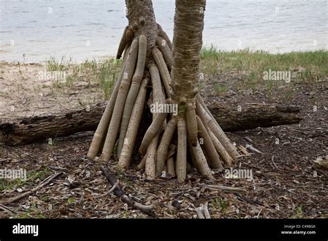 Palm Tree With Roots Hi Res Stock Photography And Images Alamy