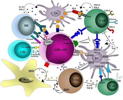 Последние твиты от aml (@aml_us). Relevant immunological pathways therapeutically targetable ...