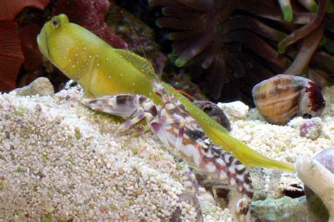 Yellow Watchman Goby Care Guide Salt Water Coral Tank
