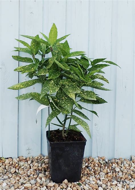 Spotted Laurel Hedging Plants - (Aucuba Japonica Variegata) Potted