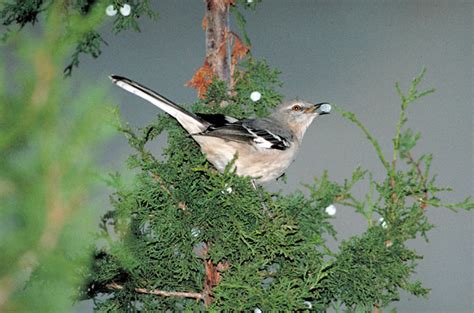 Official State Bird Mockingbird Encyclopedia Of Arkansas