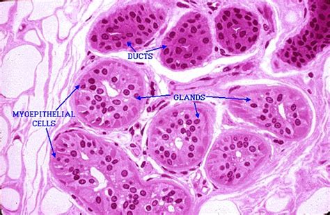 Skin Sweat Glands Anatomia Y Fisiologia Humana Histología Anatomía