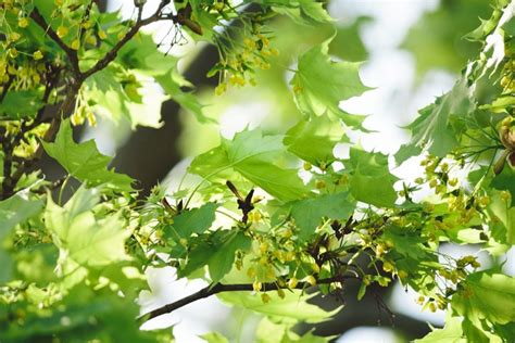 Plante MellifÈre Pour Les Abeilles Érable Champêtre Les Abeilles Et