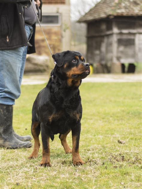 Rottweiler Puppies for sale | German Rottweiler kennel