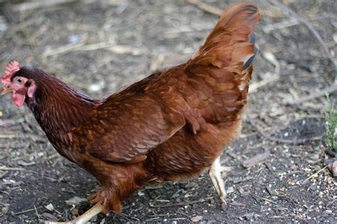 Rhode Island Red • Insteading Chicken Breeds Guide