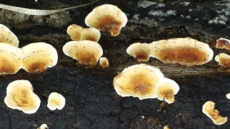Shroom Id Nw Arkansas Mushroom Hunting And Identification Shroomery