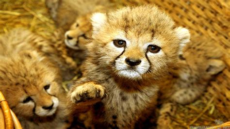 Cute Baby Animal Wallpapers Wallpapers Hd Wallpapers