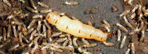 Termite Queens Size Lifespan Facts Ehrlich Pest Control