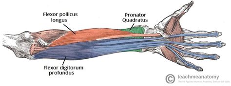 Muscles Of The Anterior Forearm Deep Diagram Quizlet