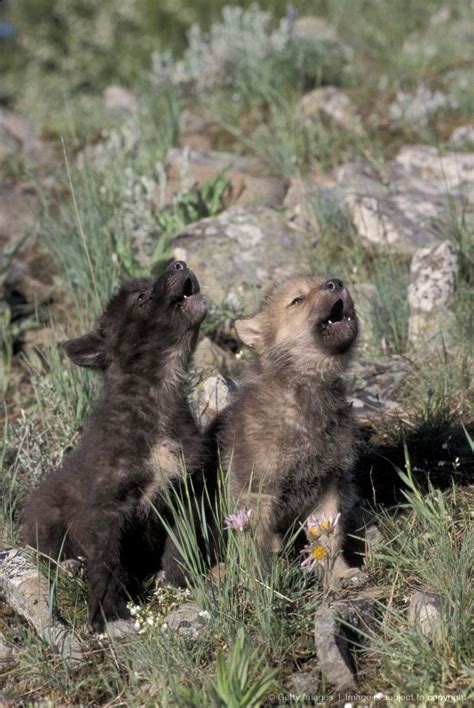 Grey Wolf Pups Practicing Their Howling Cute Wild Animals Animals And