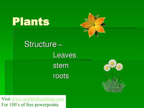 Structure Leaves Stem Roots Ppt Download