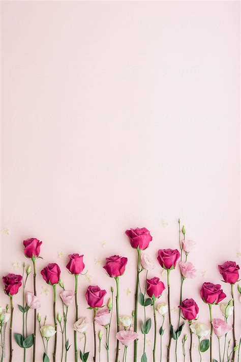 Pink Roses On A Pink Background By Ruth Black For Stocksy