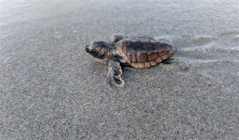 A Surge Of Sea Turtle Hatchlings Garden And Gun