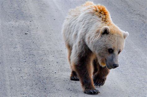 Fotos Gratis Naturaleza Desierto Animal Fauna Silvestre Oso Pardo