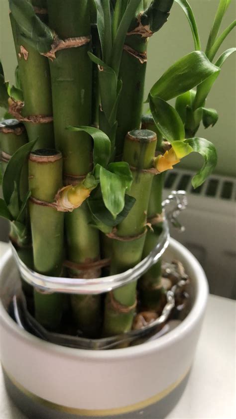 38 Hilarious Lucky Bamboo Puns Punstoppable 🛑
