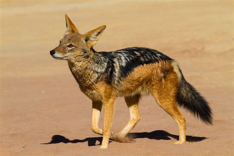 facts about jackals live science